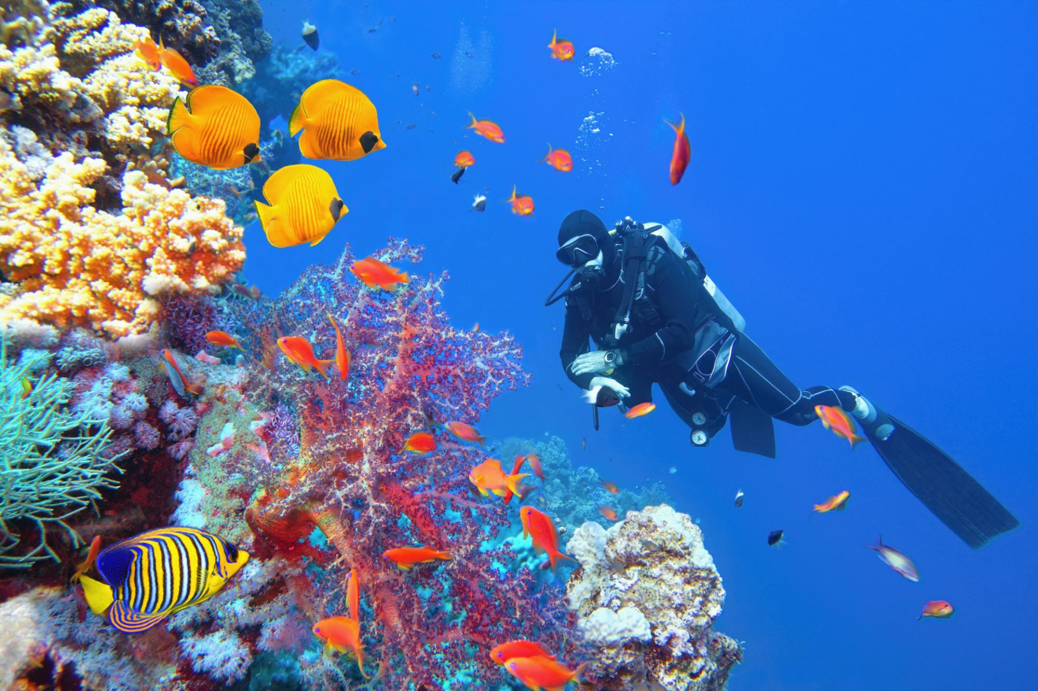 Golden Depths: Luxury Diving Expedition in Hurghada