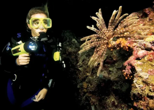 SSI Night Diving