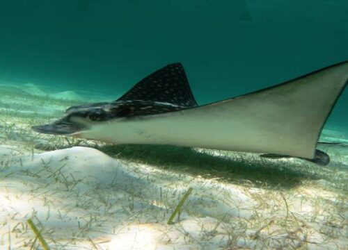 Aware - Fish Identification