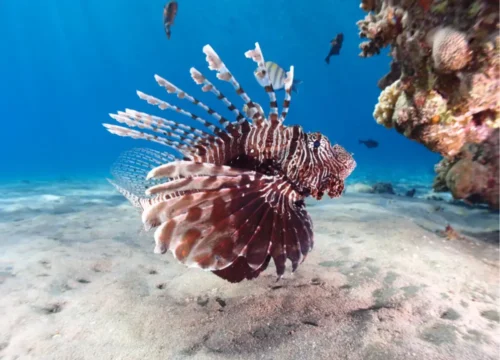 Aware - Fish Identification