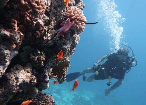 Aware – Coral Reef Conservation Course