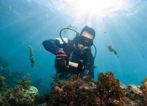 Aware – Coral Reef Conservation Course