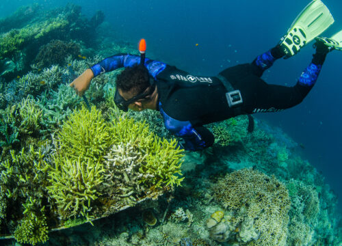 Aware – Coral Reef Conservation Course
