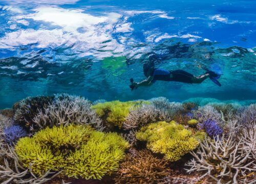 Aware – Coral Reef Conservation Course